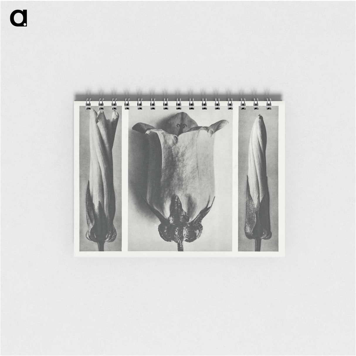 Convolvulus Sepium and Campanula Medium - カール ブロスフェルト Memo.