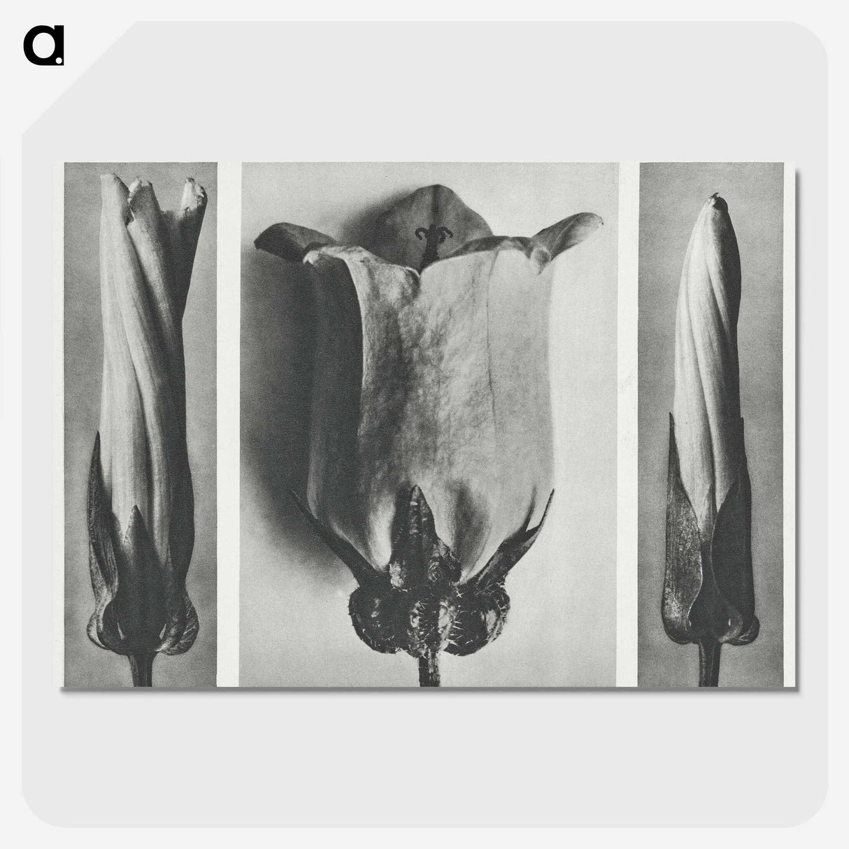1-91_Karl-Blossfeldt_picture-crop