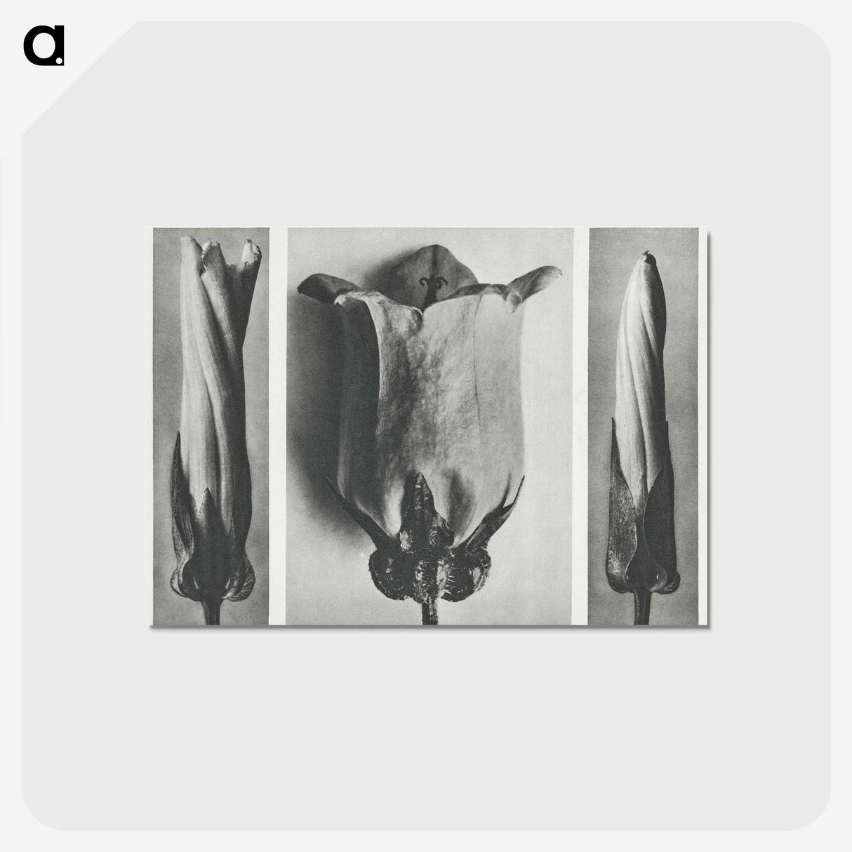 1-91_Karl-Blossfeldt_postcard