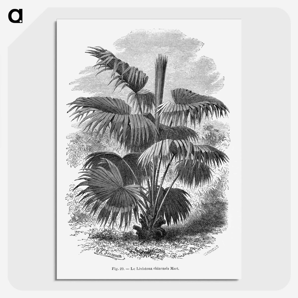 1-91_Les-Palmiers-Histoire-Iconographique_picture-crop