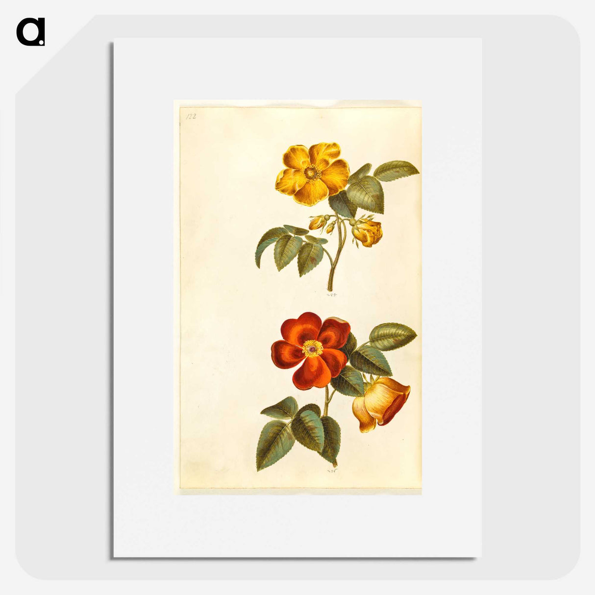 1-91_Maria-Sibylla-Merian_picture