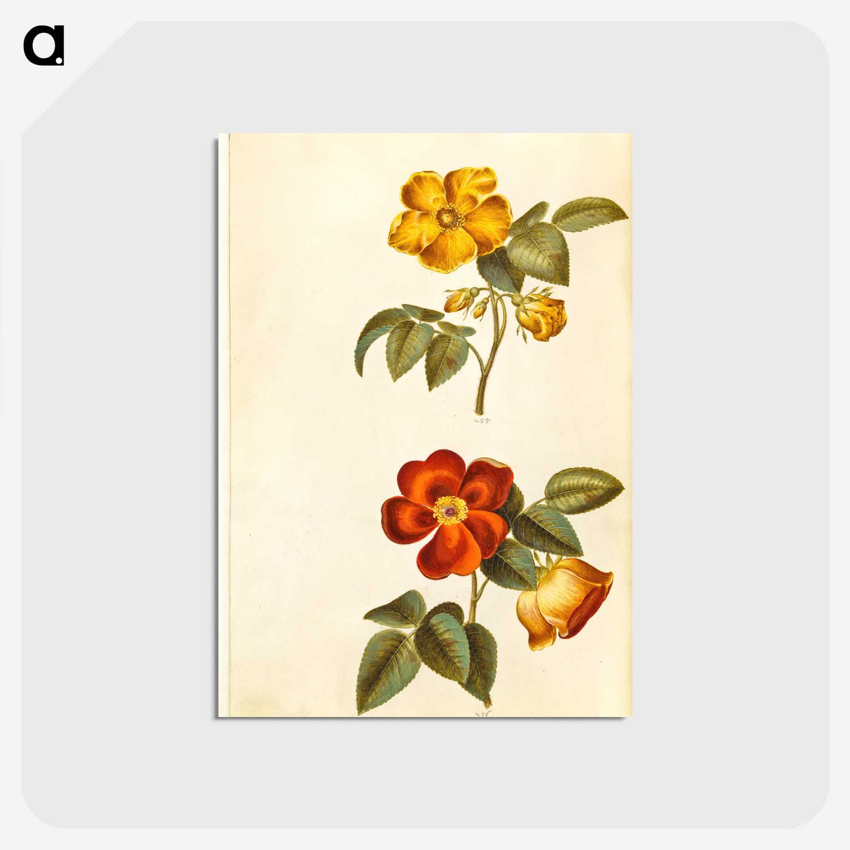 1-91_Maria-Sibylla-Merian_postcard