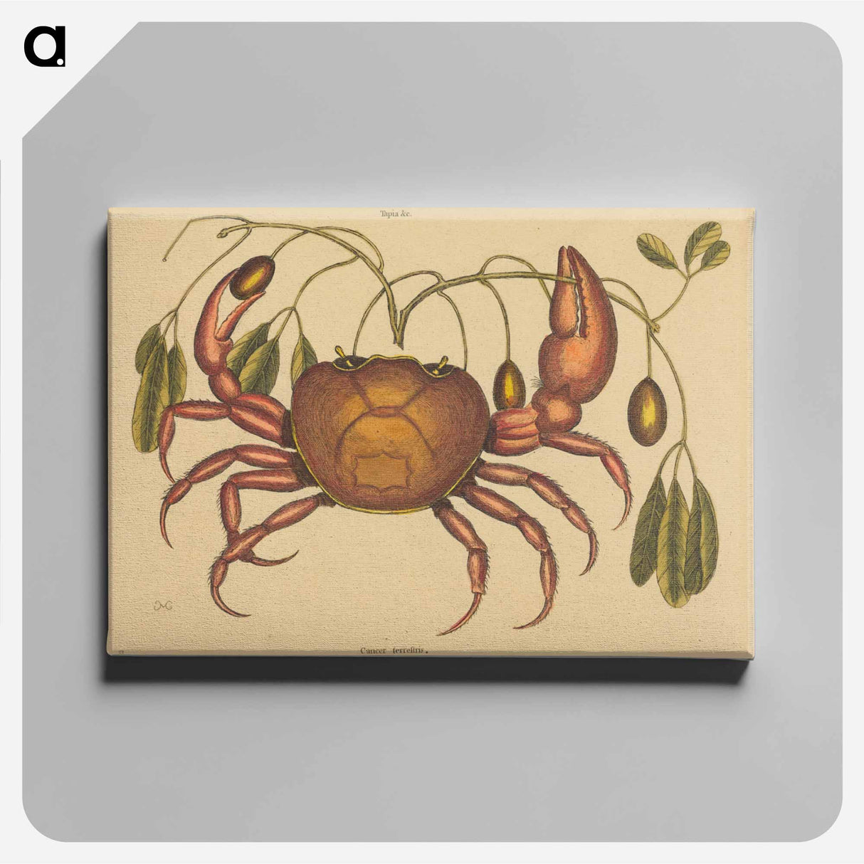 アートパネル-The Land-crab
- マーク ケイツビー Canvas.