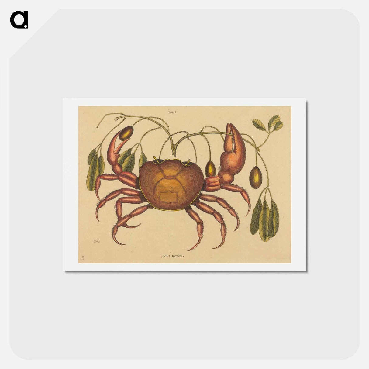 アートポストカード-The Land-crab
- マーク ケイツビー Postcard.