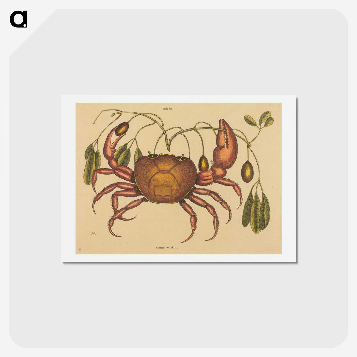1-91_Mark-Catesby_hagaki
