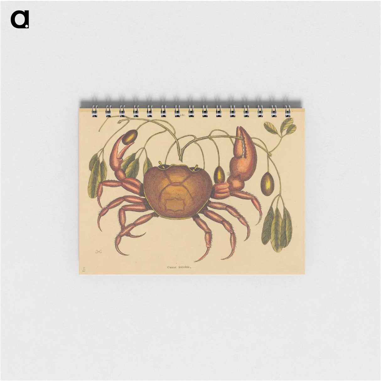 アートメモ帳-The Land-crab
- マーク ケイツビー Memo.