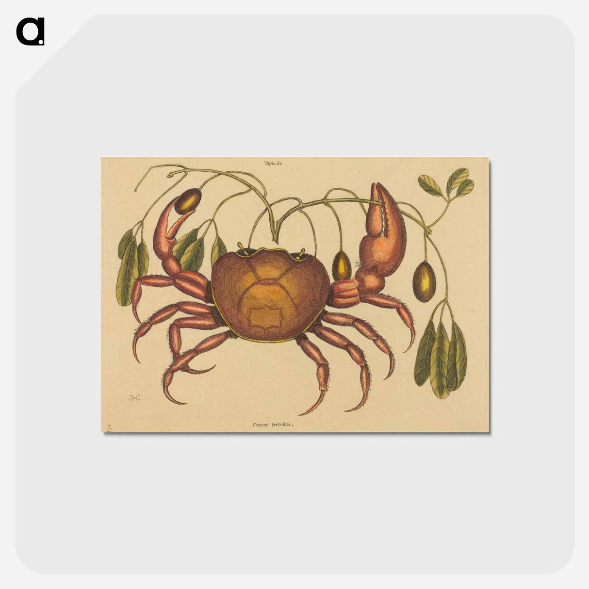 アートポストカード-The Land-crab
- マーク ケイツビー Postcard.