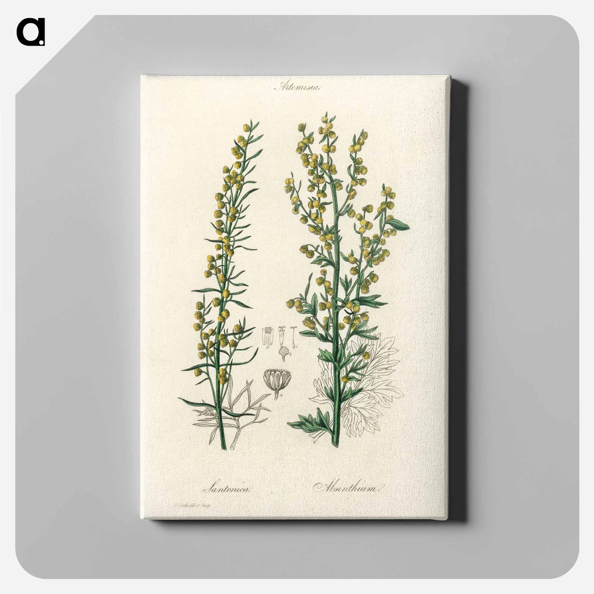 アートパネル-Mugwort Illustration
- 薬用植物学 Canvas.