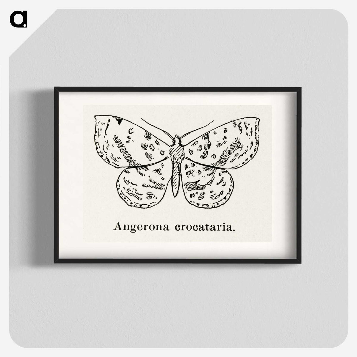 1-91_Moths-and-Butterflies-of-the-United-States_blk