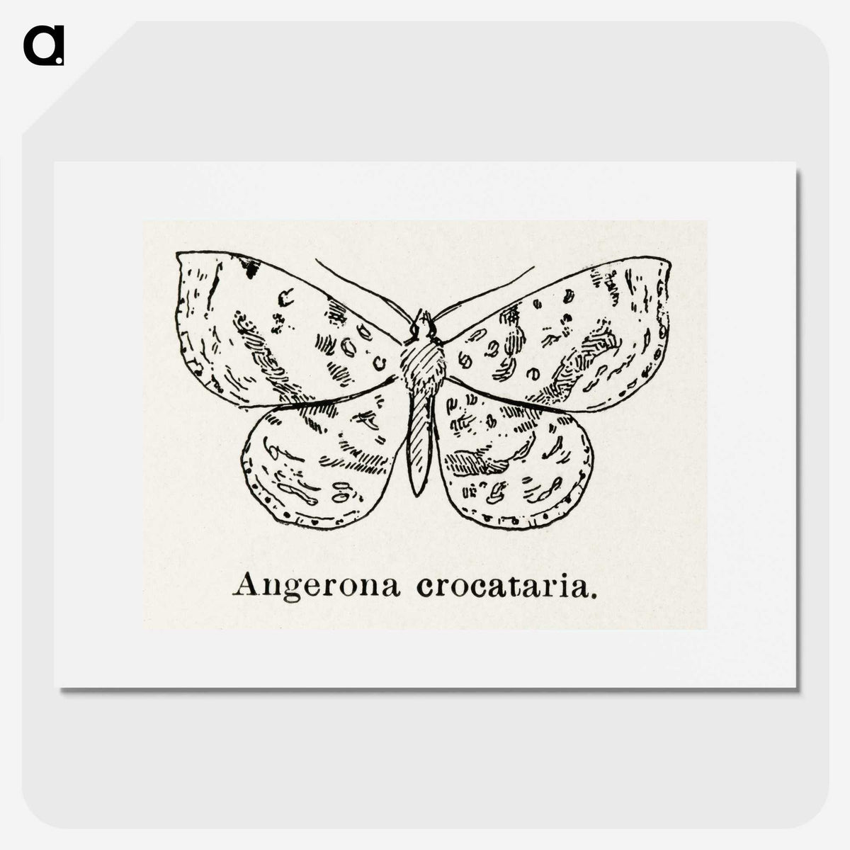 1-91_Moths-and-Butterflies-of-the-United-States_picture