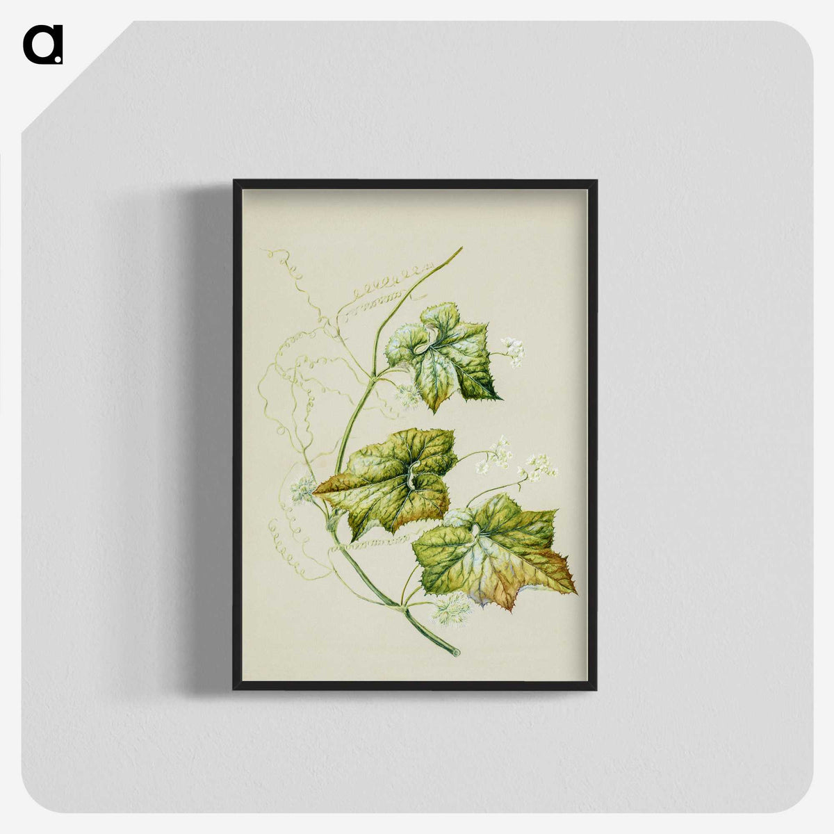 1-91_Native-Flowering-Plants-of-New-Zealand_blk-crop