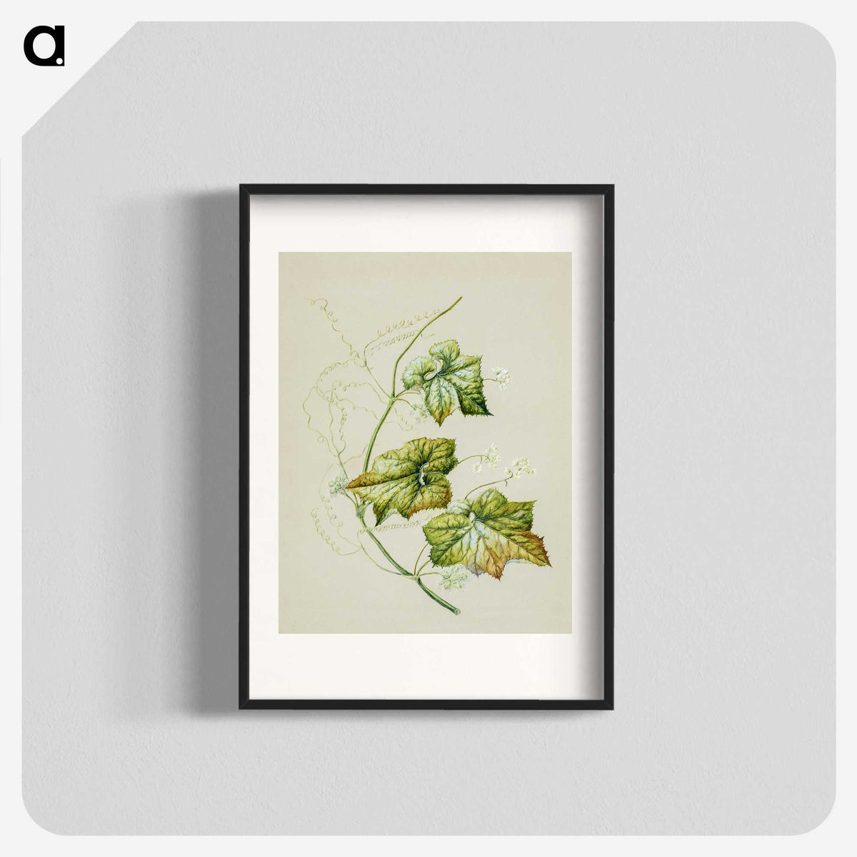 1-91_Native-Flowering-Plants-of-New-Zealand_blk
