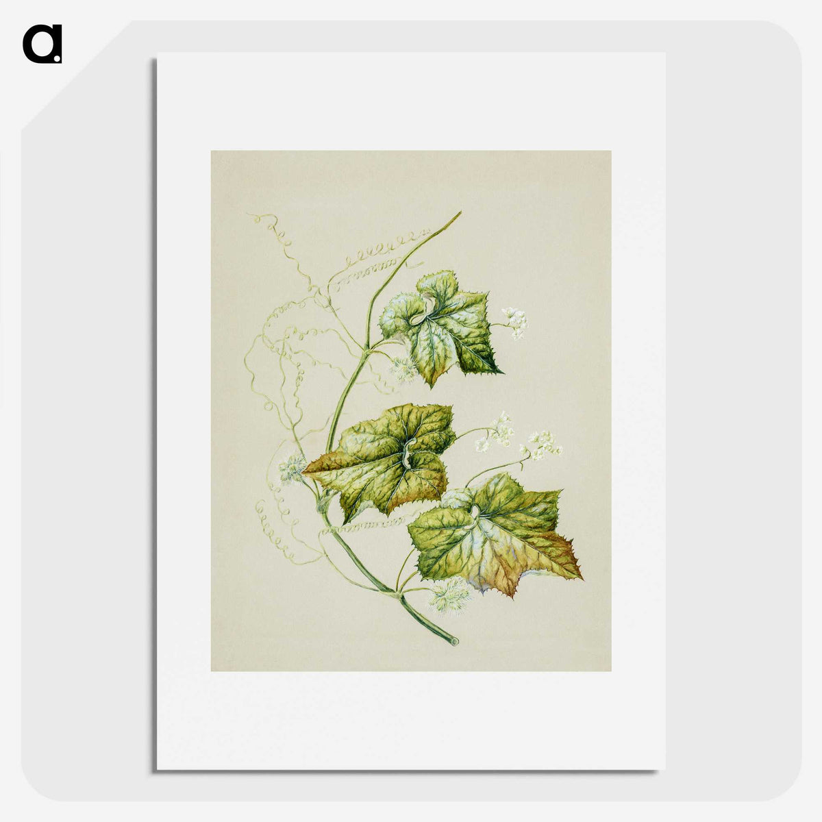 1-91_Native-Flowering-Plants-of-New-Zealand_picture