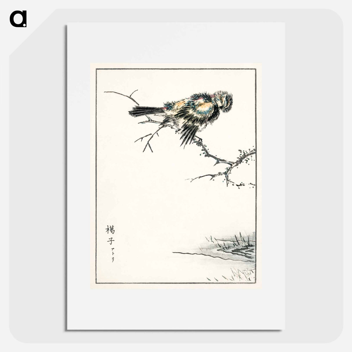 アートポスター-Brambling Illustration
- 鳥類図鑑 Poster.