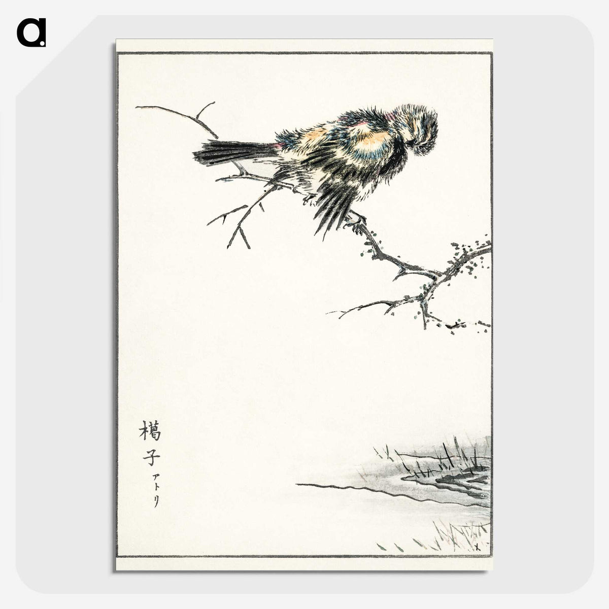1-91_Pictorial-Monograph-of-Birds_picture-crop