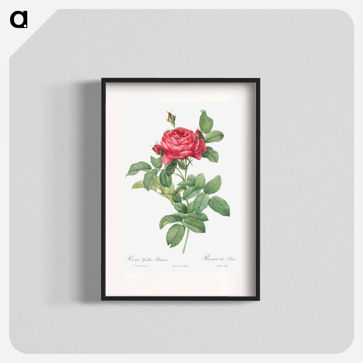 Rosa gallica pontiana - Pierre Joseph Redouté Poster.