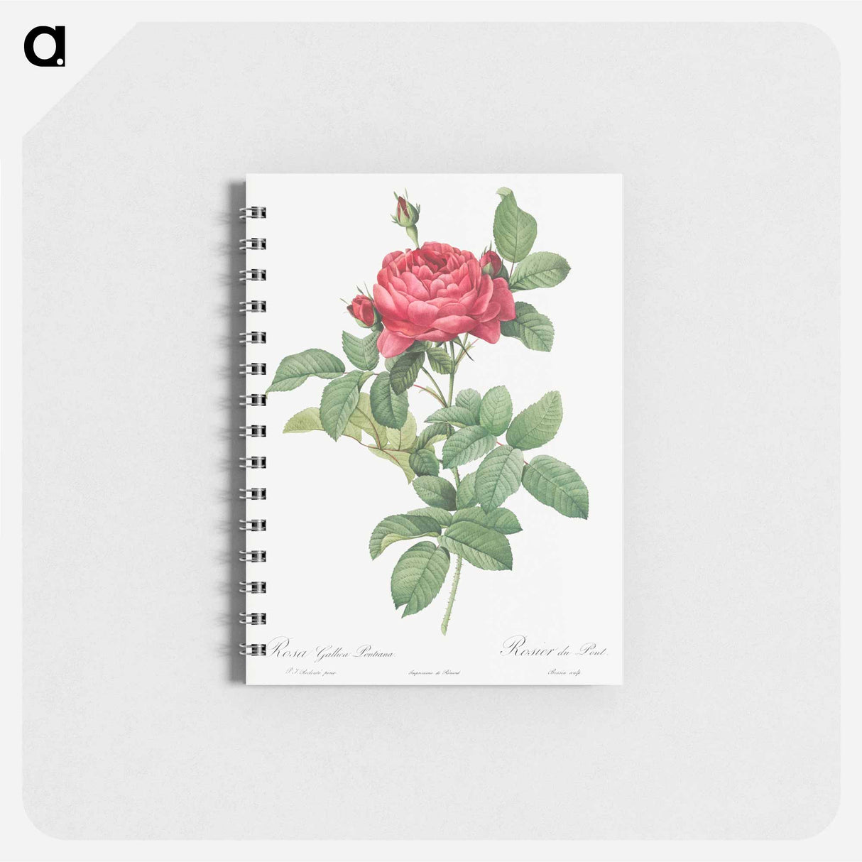 Rosa gallica pontiana - ピエール ジョゼフ ルドゥーテ Memo.