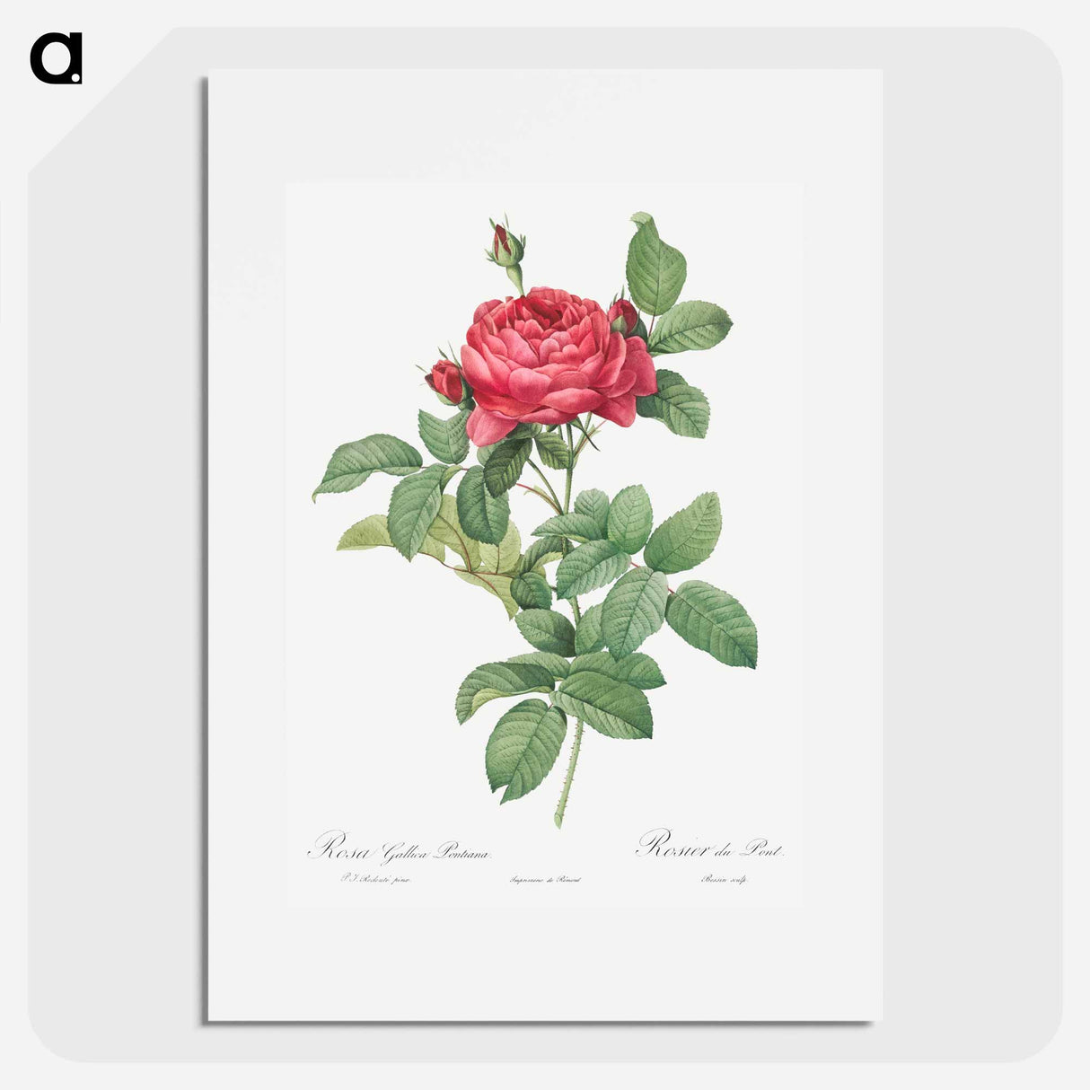 Rosa gallica pontiana - Pierre Joseph Redouté Poster.