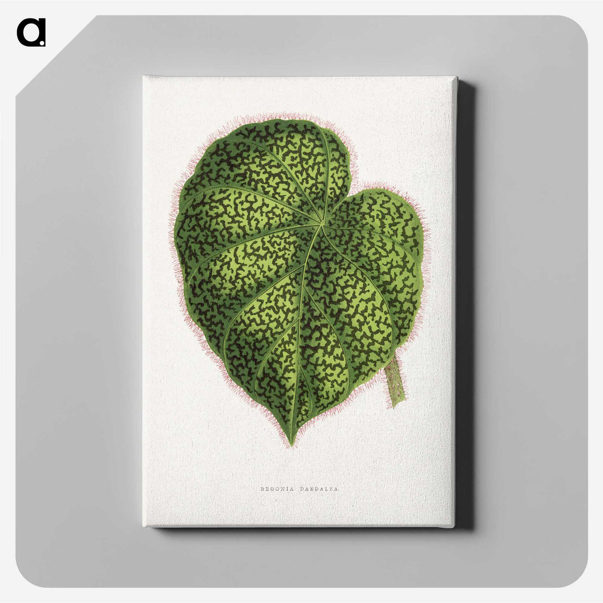 1-91_Plants-with-Colored-Foliage_canvas