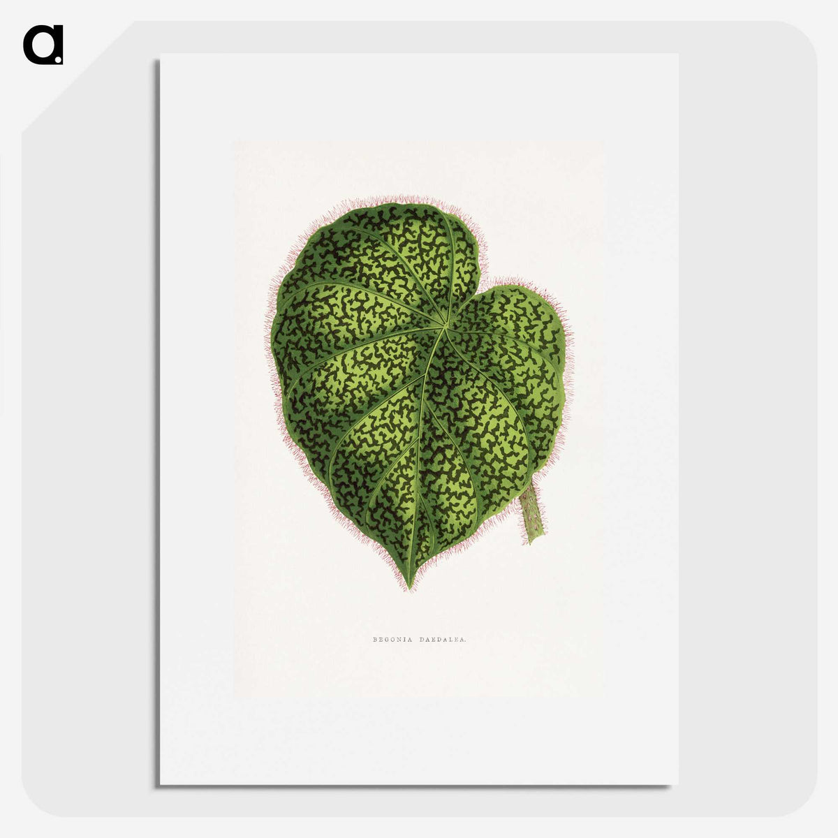 1-91_Plants-with-Colored-Foliage_picture