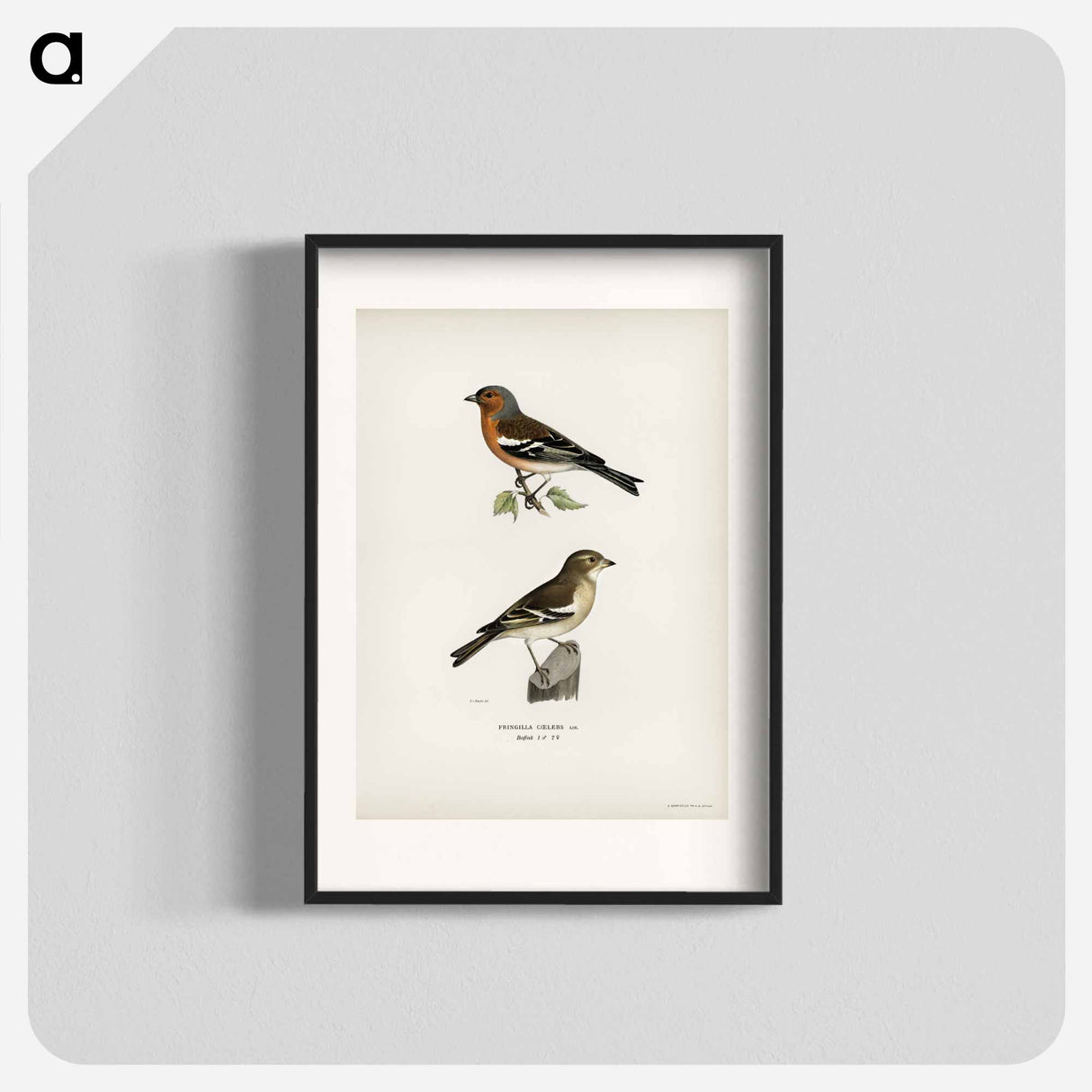 アートポスター-Chaffinch Male
- スヴェンスカ フォグラル Poster.