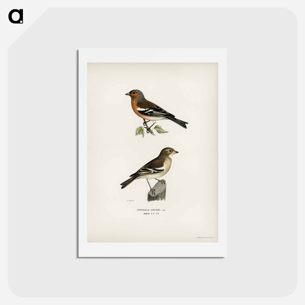 アートポストカード-Chaffinch Male
- スヴェンスカ フォグラル Postcard.