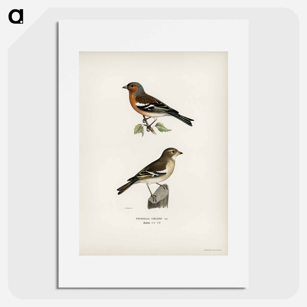 アートポスター-Chaffinch Male
- スヴェンスカ フォグラル Poster.