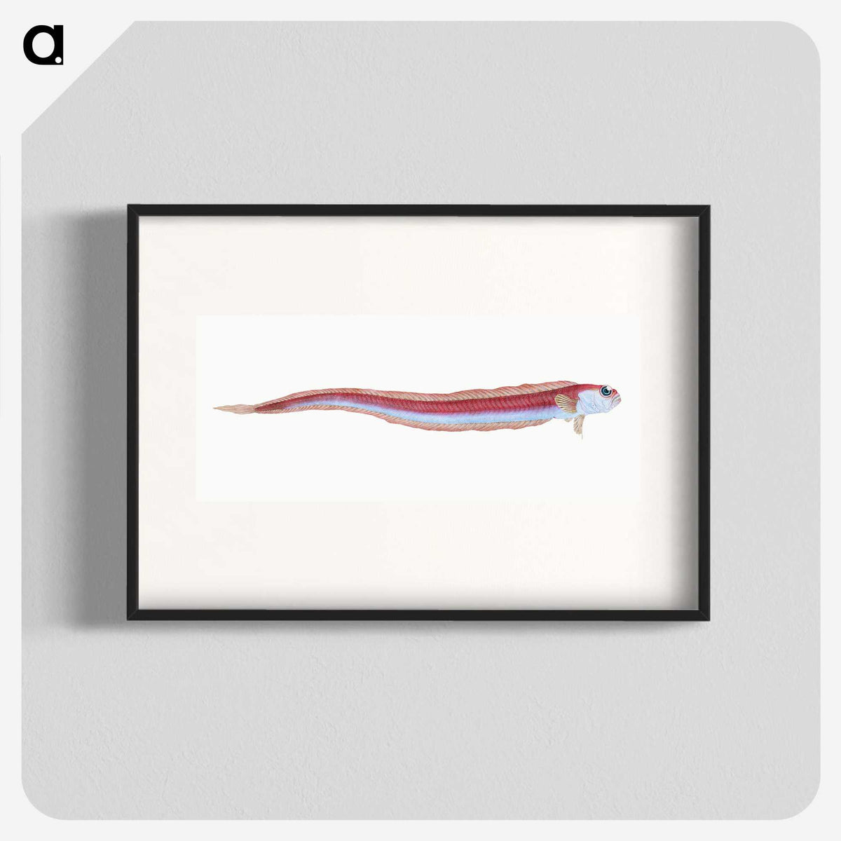 1-91_The-Natural-History-of-British-Fishes_blk