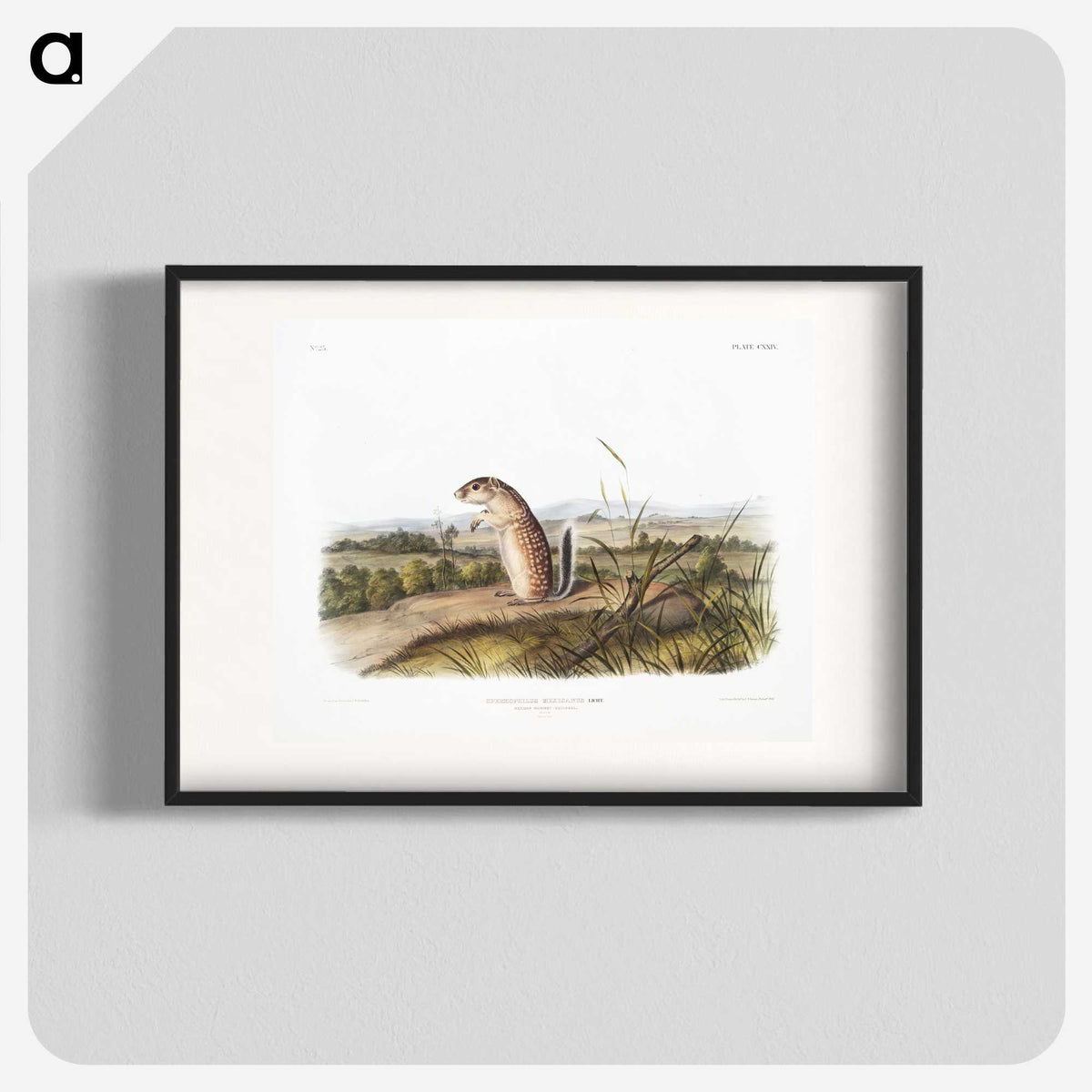 1-91_The-Viviparous-Quadrupeds_blk
