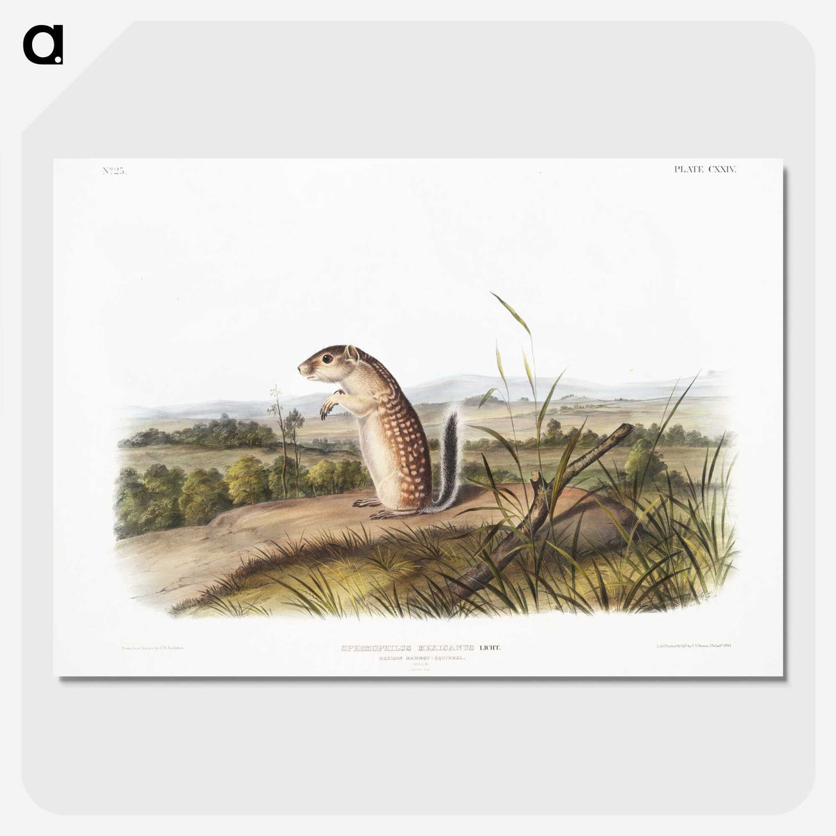 1-91_The-Viviparous-Quadrupeds_picture-crop