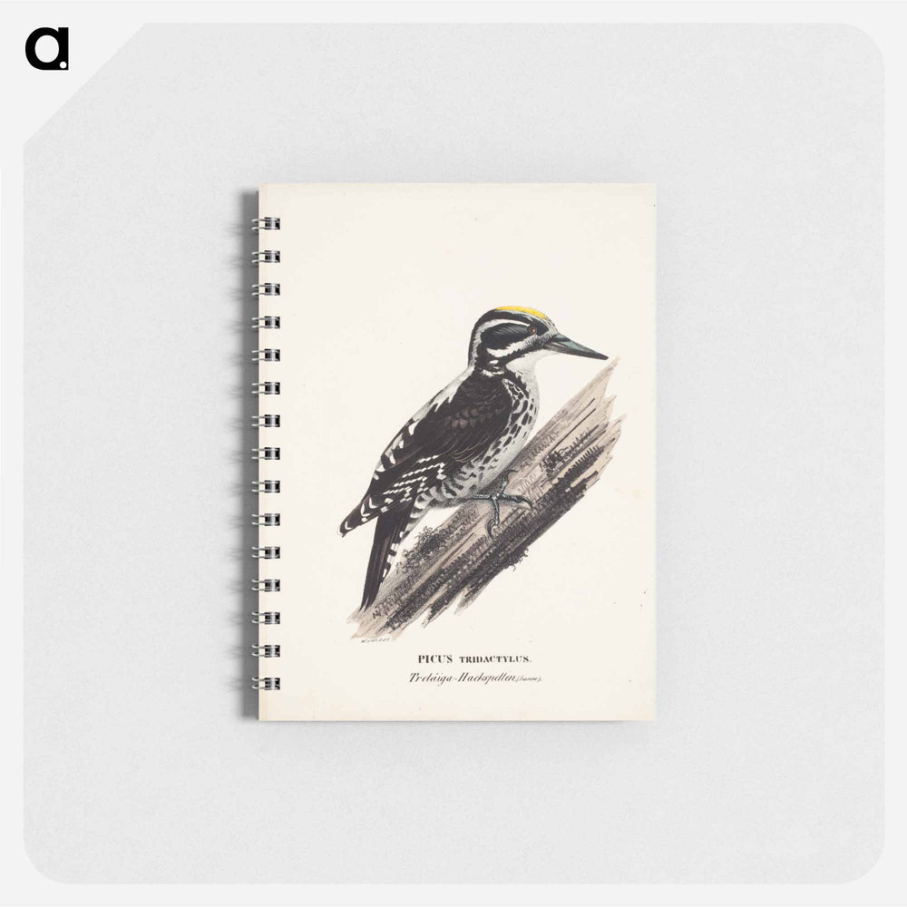 Three-toed woodpecker, male, Wilhelm von Wright - ヴィルヘルム フォン ライト Memo.
