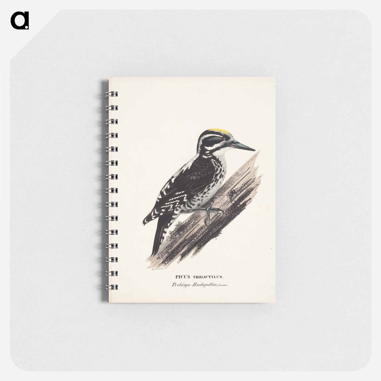 Three-toed woodpecker, male, Wilhelm von Wright - ヴィルヘルム フォン ライト Memo.
