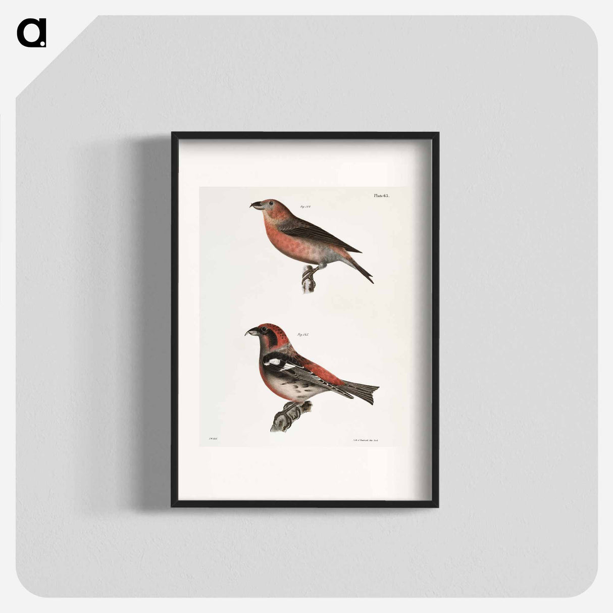 The American Crossbill (Loxia americana) - ニューヨークの動物学 Poster.