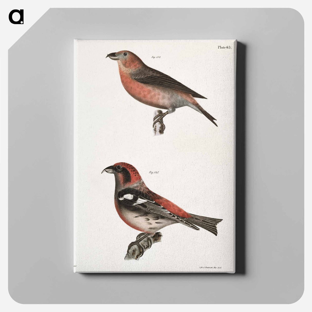 The American Crossbill (Loxia americana) - ニューヨークの動物学 Canvas.