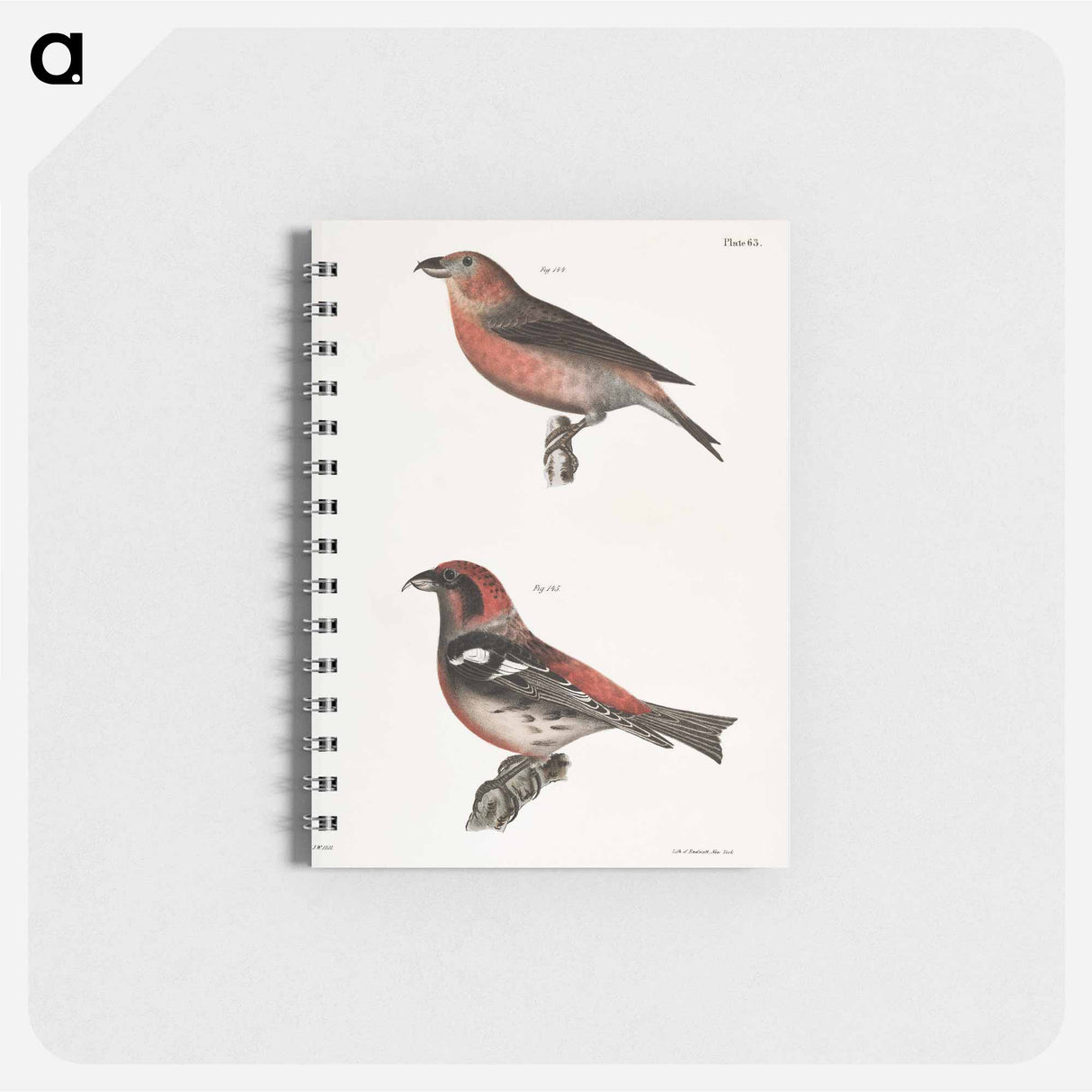 The American Crossbill (Loxia americana) - ニューヨークの動物学 Memo.