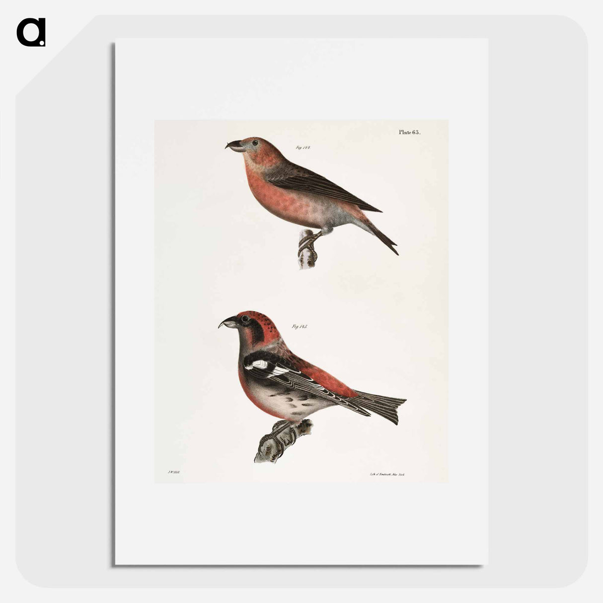The American Crossbill (Loxia americana) - ニューヨークの動物学 Poster.