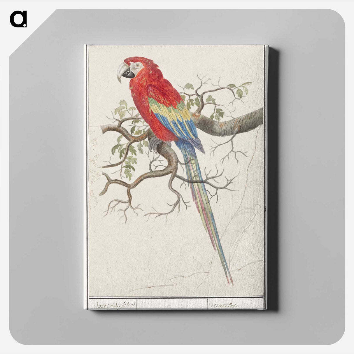 1-92_Anselmus-Boetius-de-Boodt_canvas