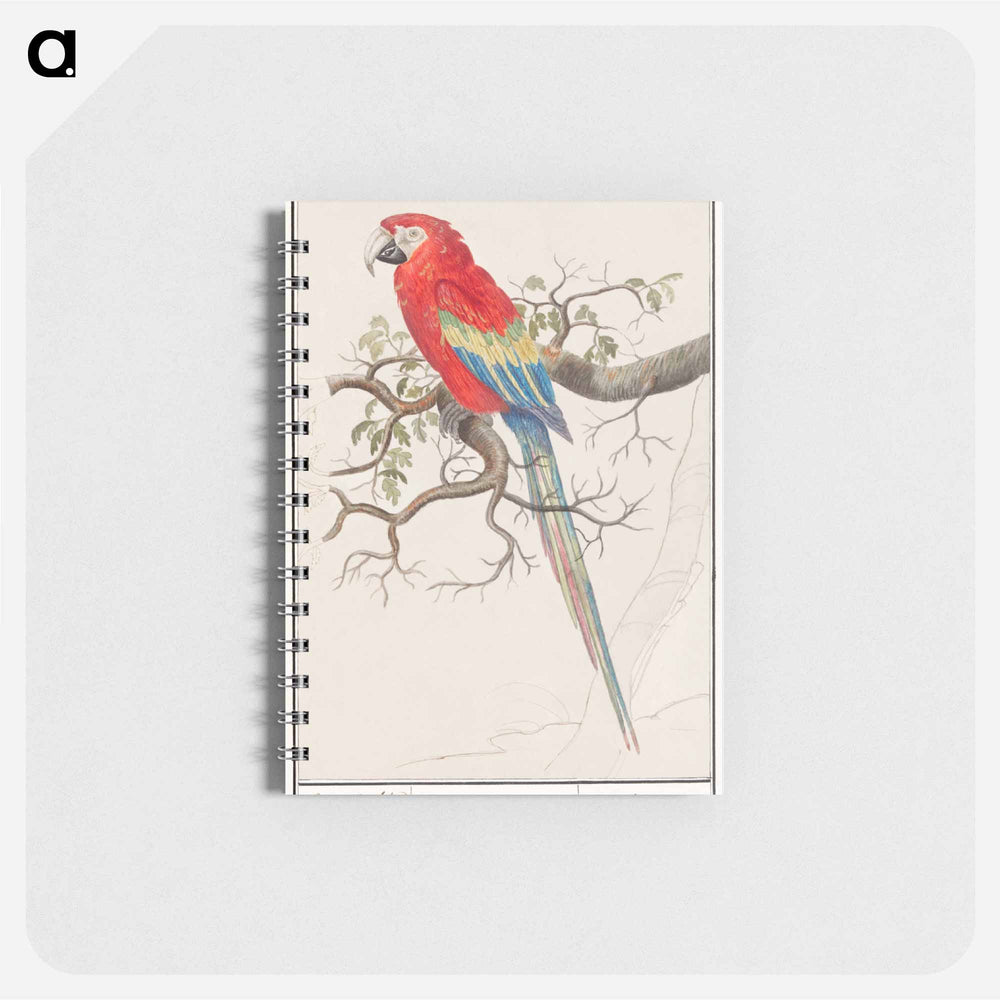 Scarlet macaw - アンセルムス ボエティウス デ ブート Memo.