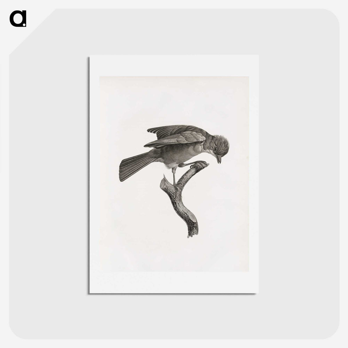 1-92_Des-Oiseaux-de-Paradis_hagaki