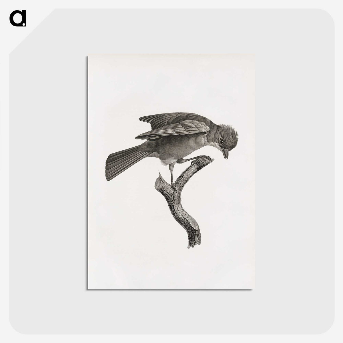 1-92_Des-Oiseaux-de-Paradis_postcard