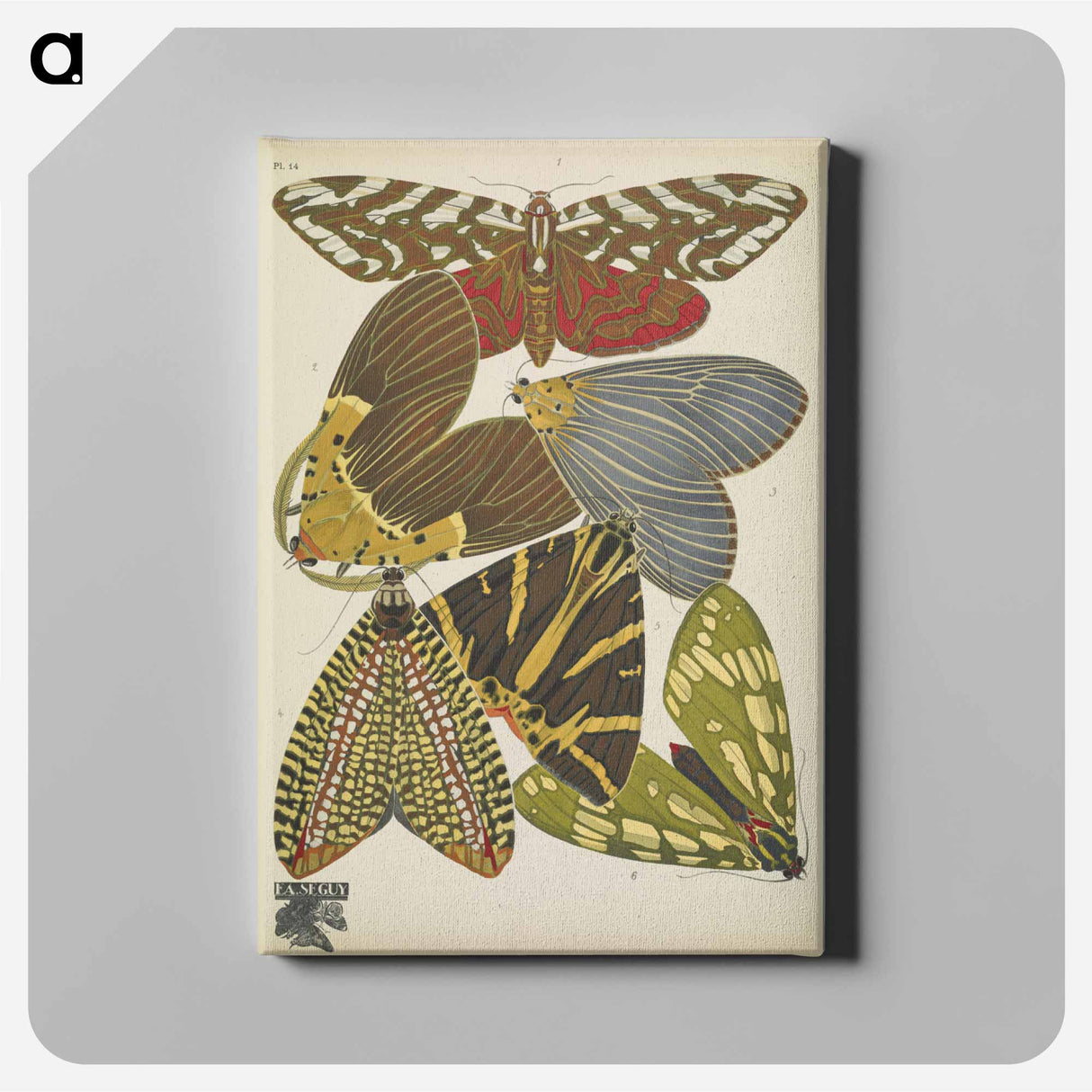 E.A. Séguy's vintage butterflies insect illustration - E.A.セギー Canvas.