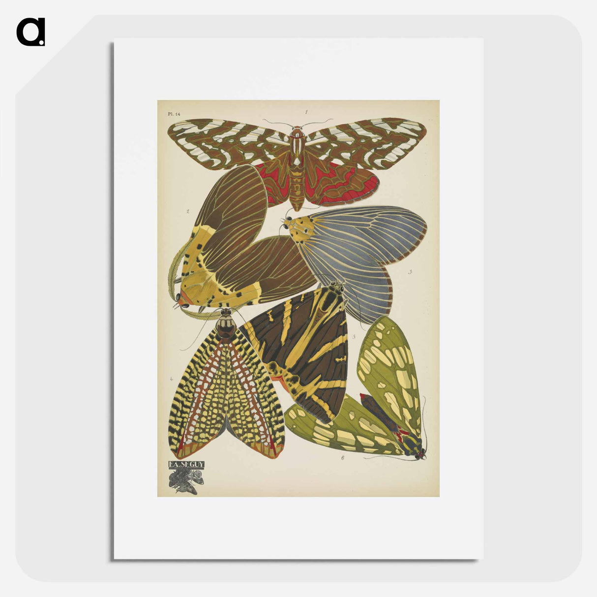 E.A. Séguy's vintage butterflies insect illustration - E.A.セギー Poster.