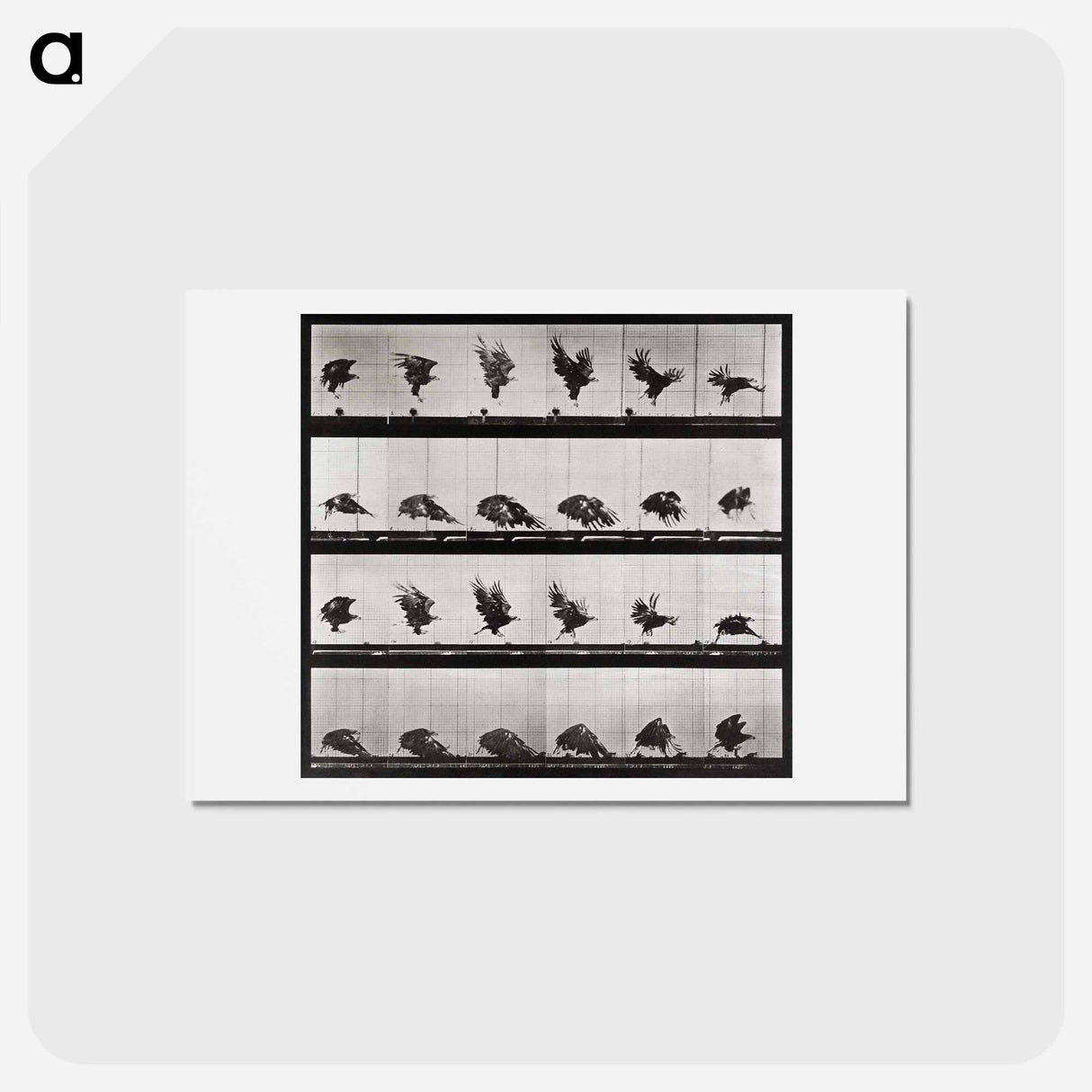 アートポストカード-Animal Locomotion Plate 730
- エドワード マイブリッジ Postcard.