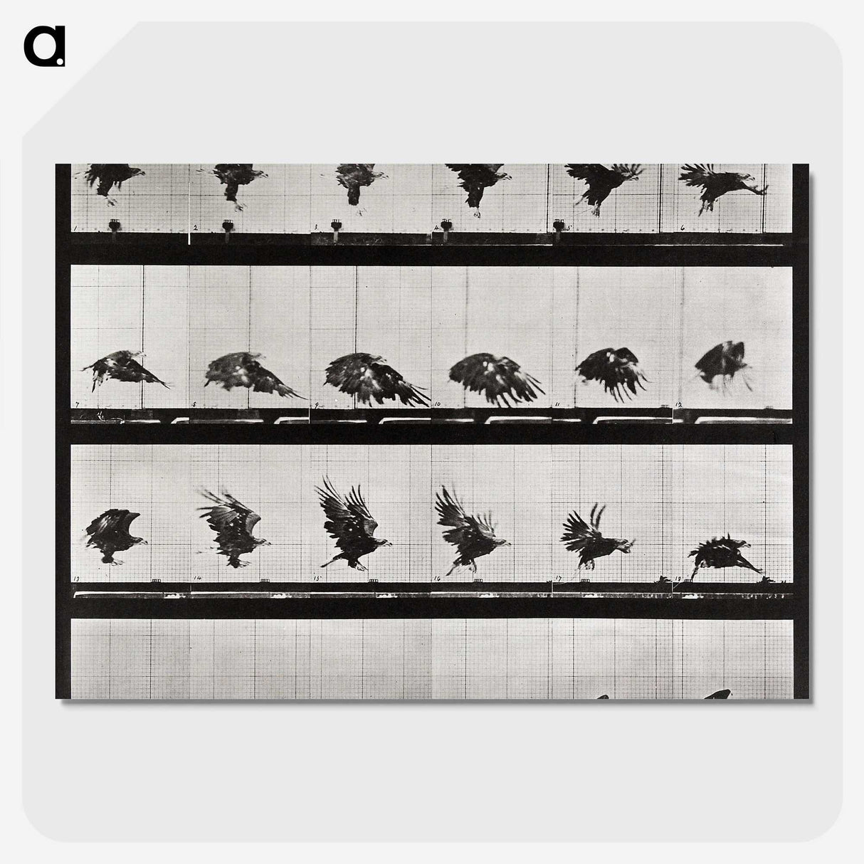 1-92_Eadweard-Muybridge_picture-crop