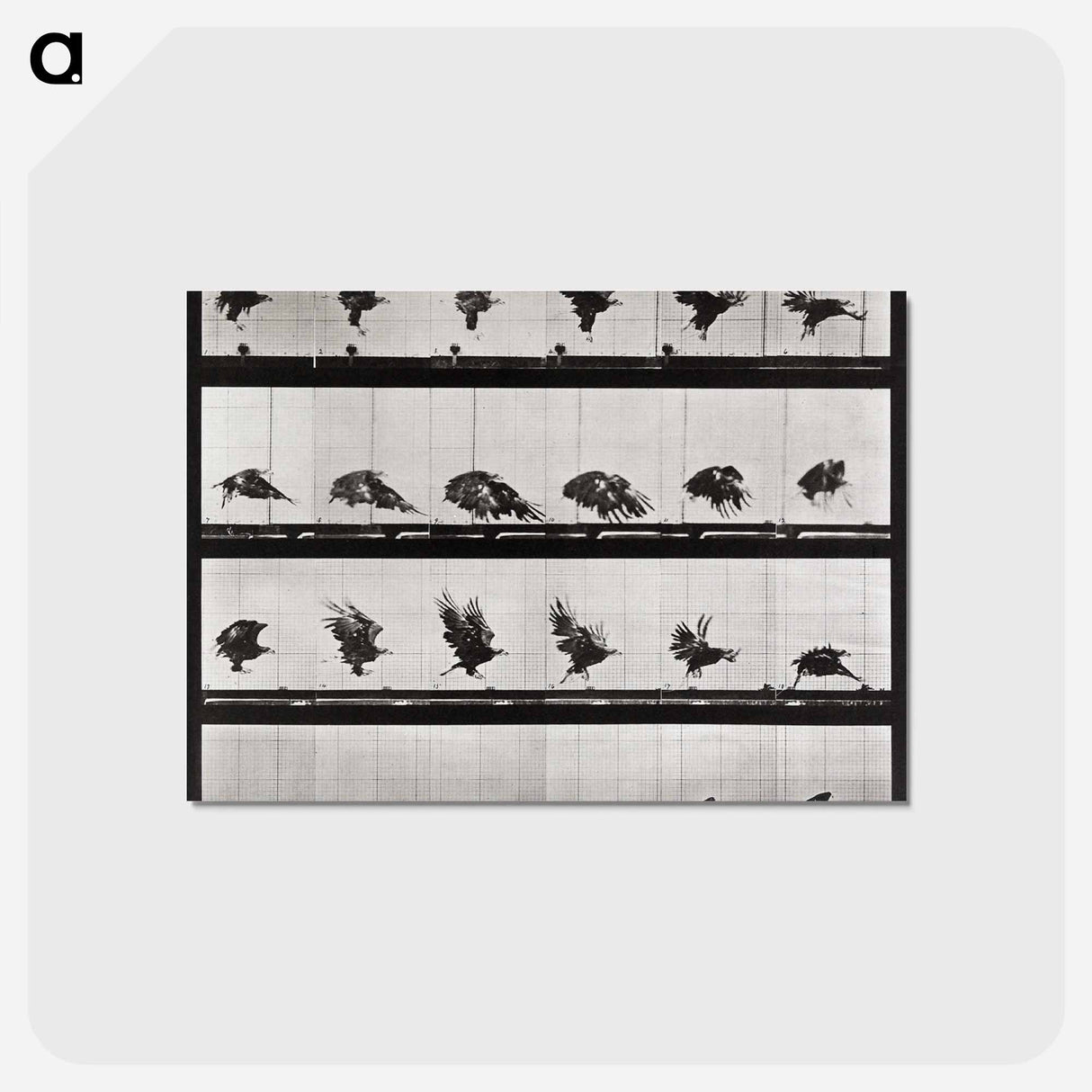 アートポストカード-Animal Locomotion Plate 730
- エドワード マイブリッジ Postcard.