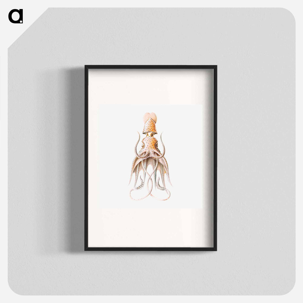 Vintage squid marine life illustration - エルンスト ヘッケル Poster.