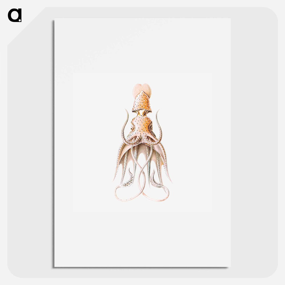Vintage squid marine life illustration - エルンスト ヘッケル Poster.