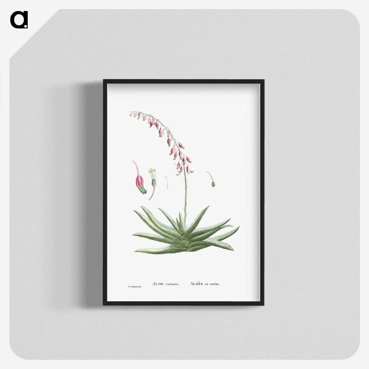 1-92_Histoire-des-Plantes-Grasses_blk-crop
