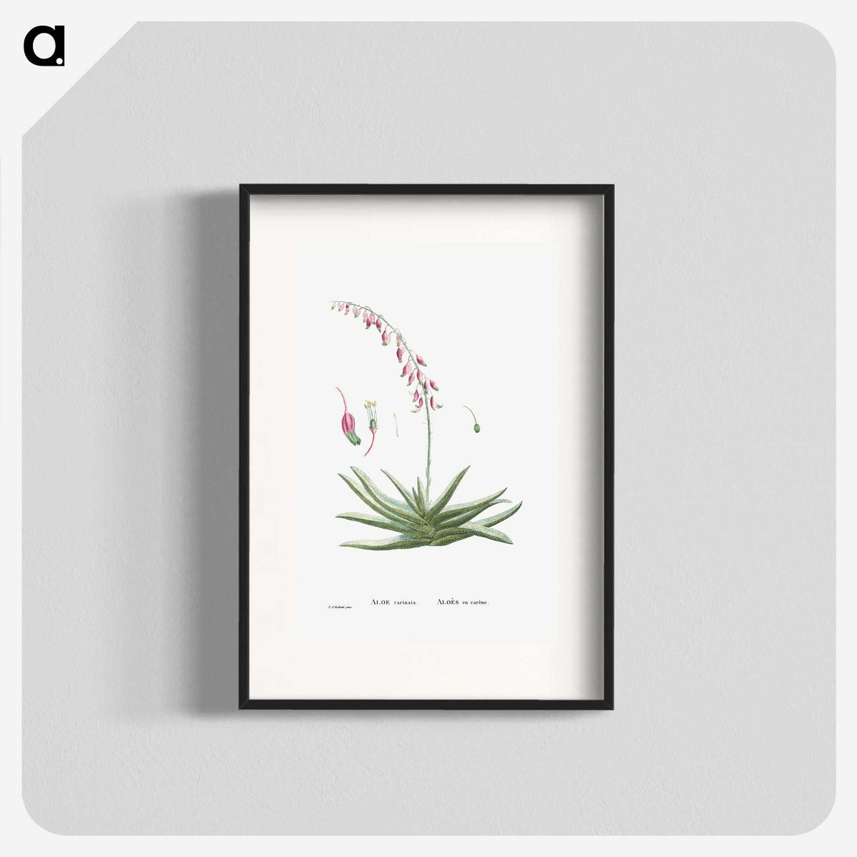 1-92_Histoire-des-Plantes-Grasses_blk