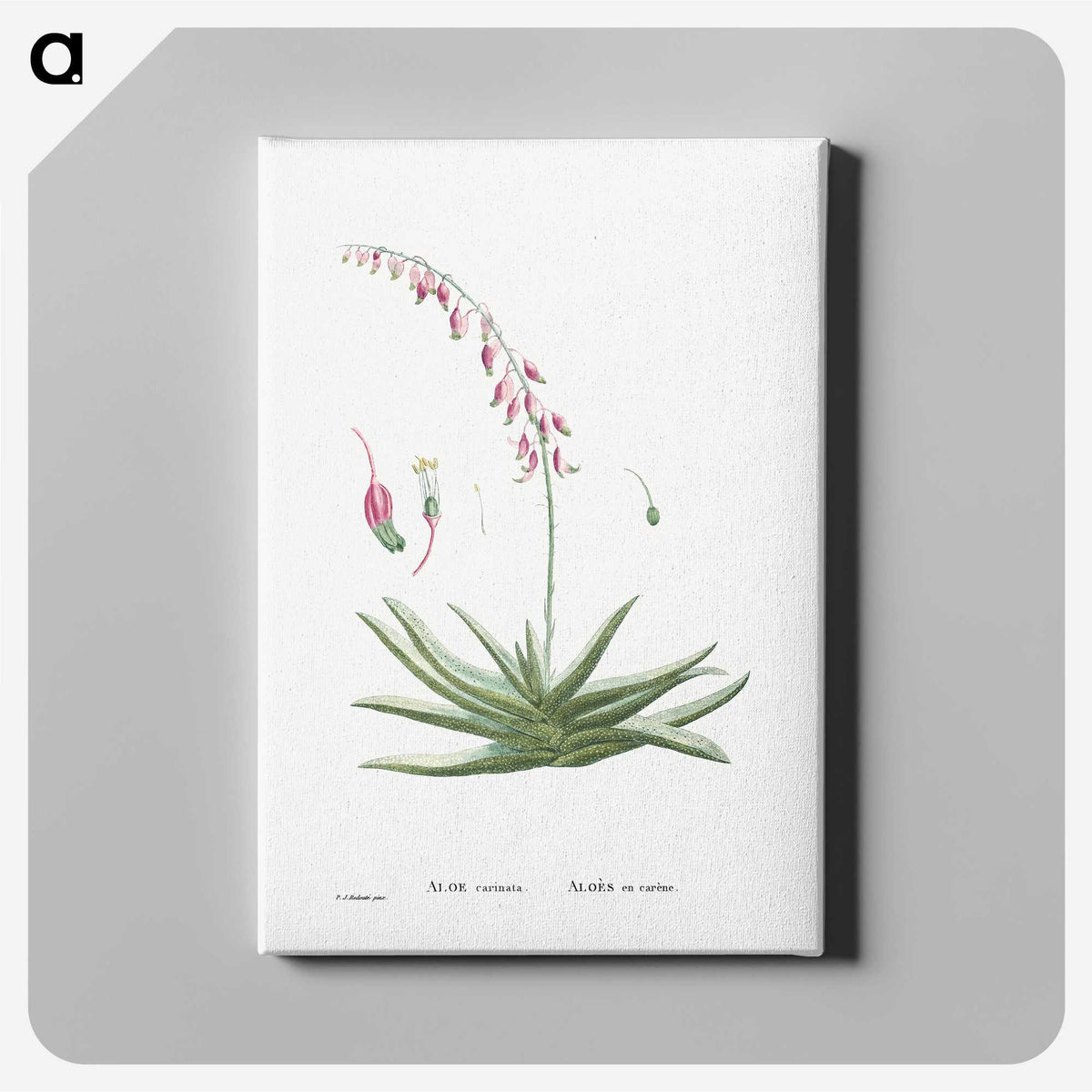 1-92_Histoire-des-Plantes-Grasses_canvas
